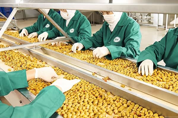 Türkiye'de Zeytin Üretimi ve Zeytinyağı Tüketimi